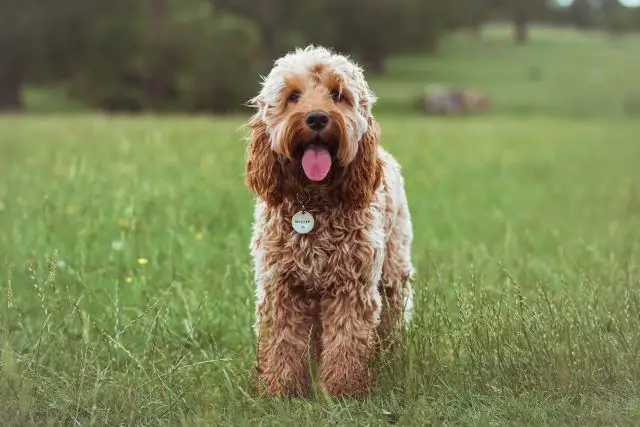 Cockapoo Standing in a Park