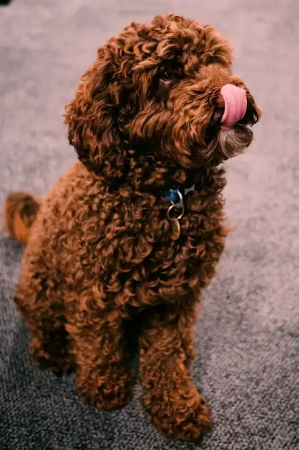 Curly Coat Cockapoo