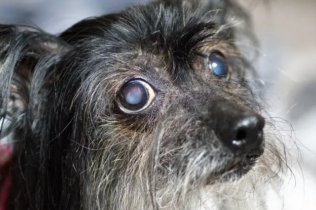 Dog with Cataracts