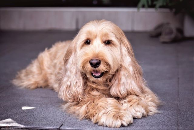Cockapoo with Long Straight Coat