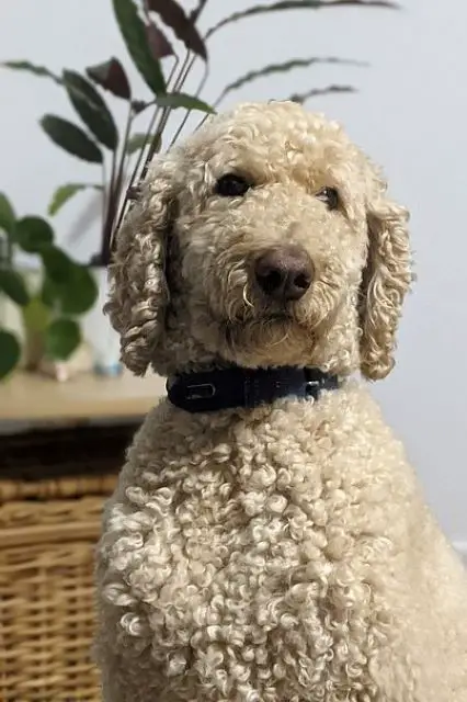Curly Coat Labradoodle