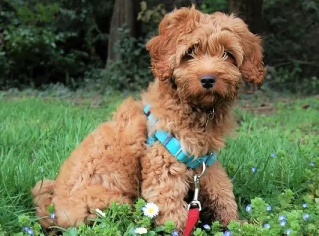 Labradoodle Puppy with Harness on