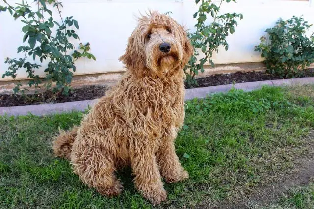 Labradoodle Sitting Outdoors