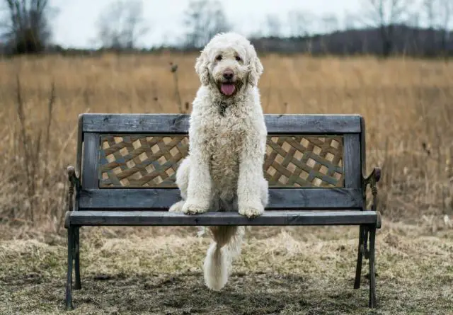 Labradoodle sitting on a bench