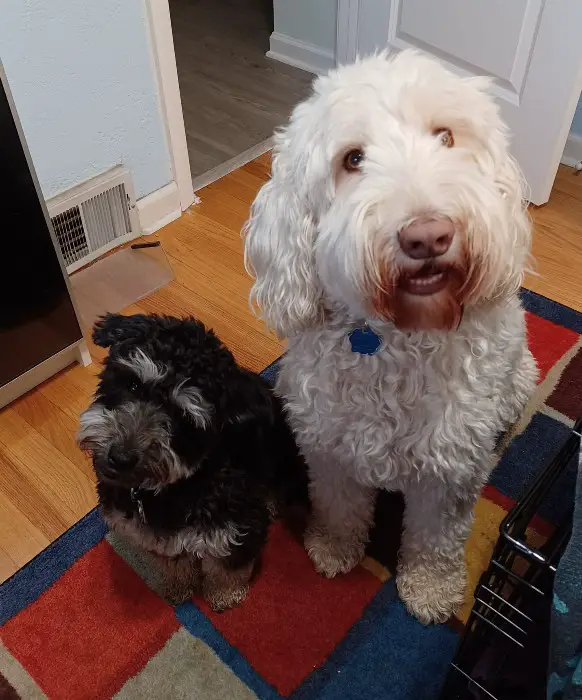 black and white labradoodles in different sizes