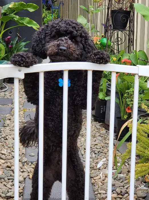 black curly coat maltipoo standing behind a dog gate