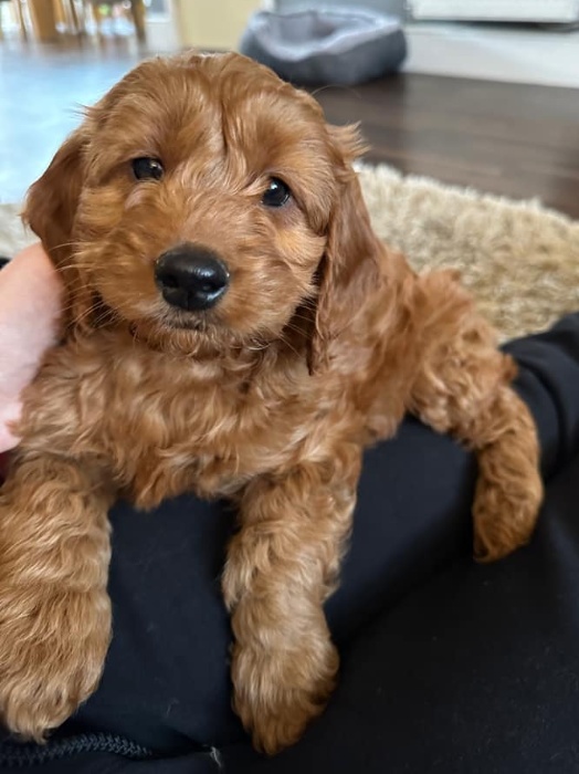 brown cockapoo puppy lying on owner's lap