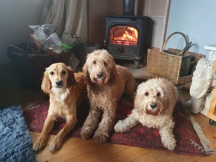 cockapoos with different coat types sitting by the fireplace