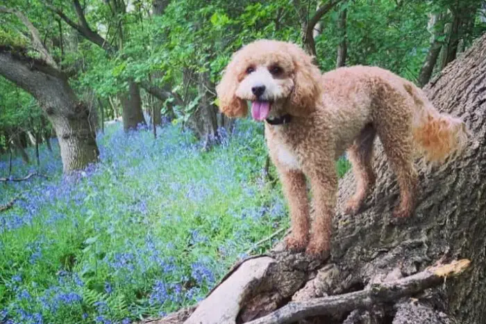 happy cockapoo standing on a tree trunk