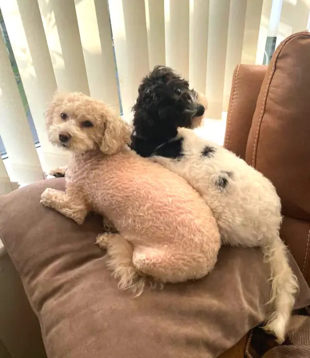 two curly coat maltipoos in different colors