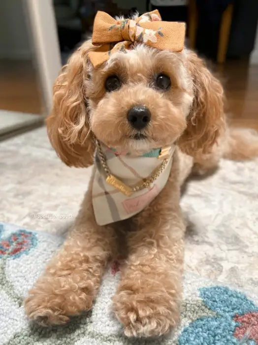 maltipoo wearing a ribbon and a scarf