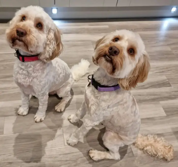 identical white cockapoos sitting on the floor