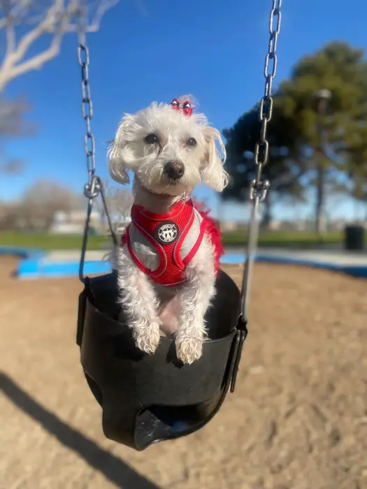 white maltipoo on a swing