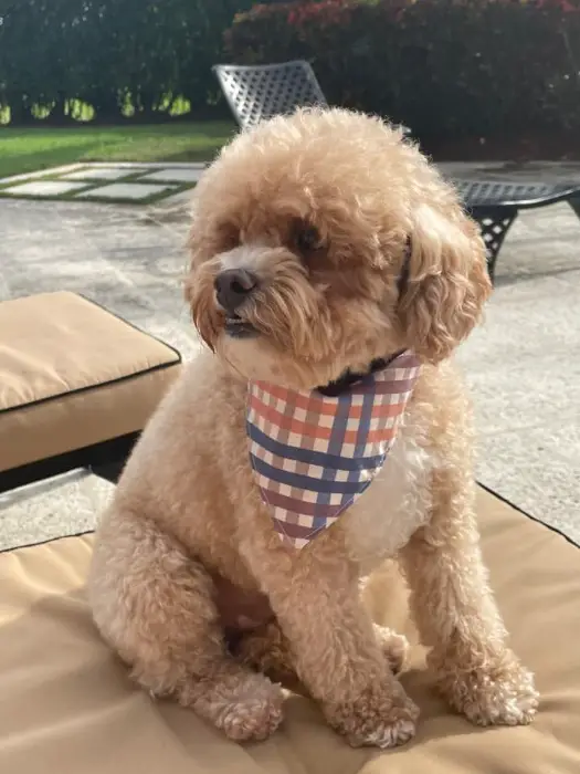 brown curly coat maltipoo wearing a scarf