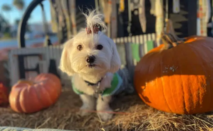 white maltipoo sitting between two small and large pumpkins