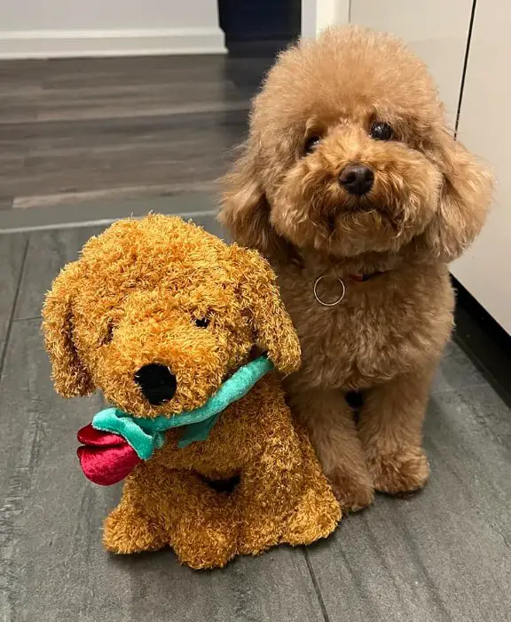 brown maltipoo beside a stuffed toy maltipoo