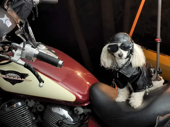 white maltipoo sitting on a motorcycle wearing a riding gear