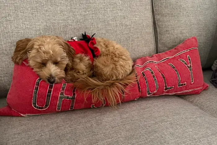 brown maltipoo sleeping on a pillow on the couch