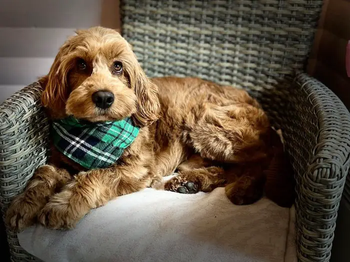 straight coat brown Cockapoo wearing a green scarf lying on a chair