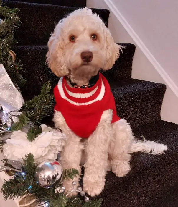 white cockapoo sitting on the stairs wearing a red shirt
