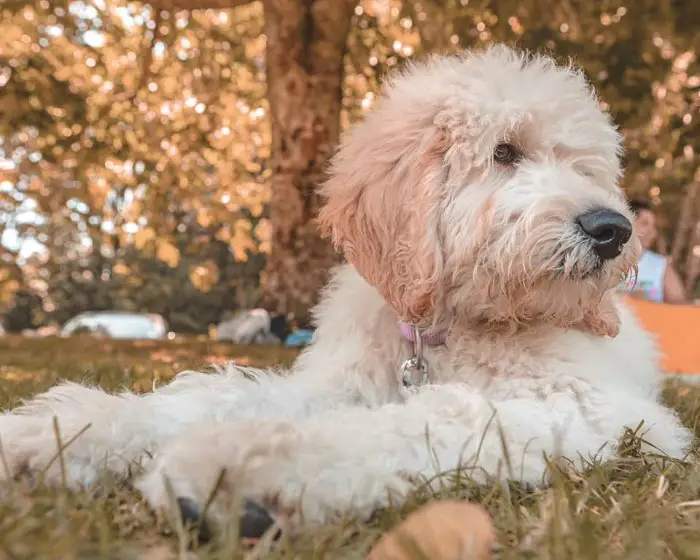 white labradoodle lying down outdoors