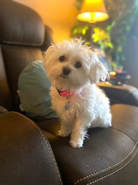 white maltipoo sitting on the couch