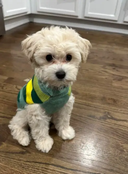 young white maltipoo