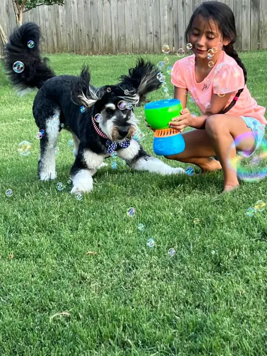 bernedoodle in the backyard chasing floating bubbles