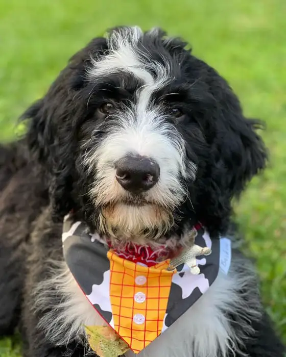 bernedoodle wearing a scarf close-up