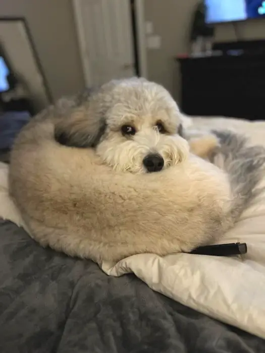 bernedoodle curled up on the bed