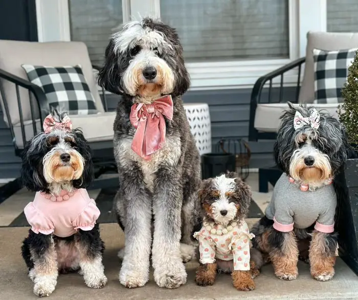 different sizes of bernedoodles