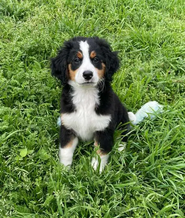 small bernedoodle sitting on grass