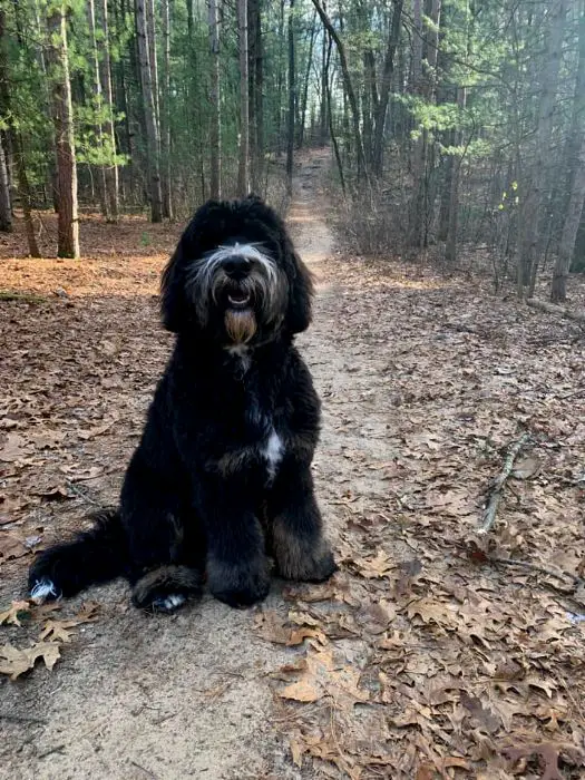 bernedoodle on a hike trail