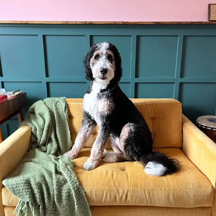 bernedoodle sitting on the couch