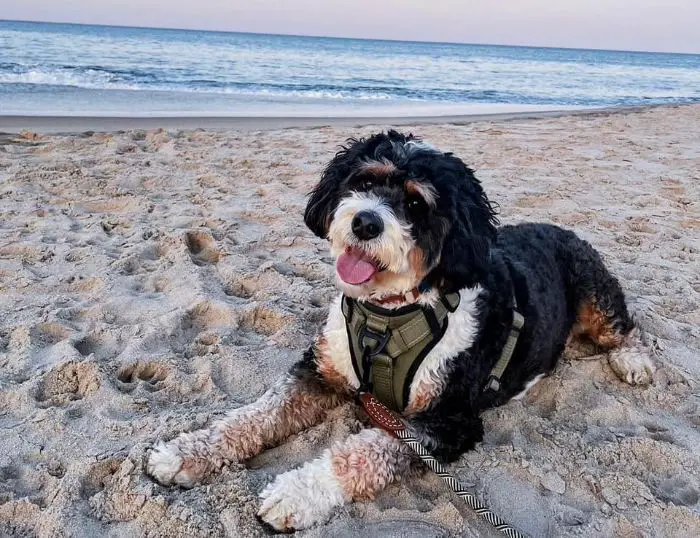 bernedoodle lying on the sand at the beach wearing a leash