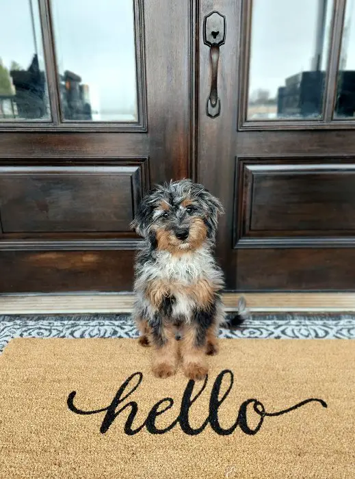 bernedoodle on a welcome mat