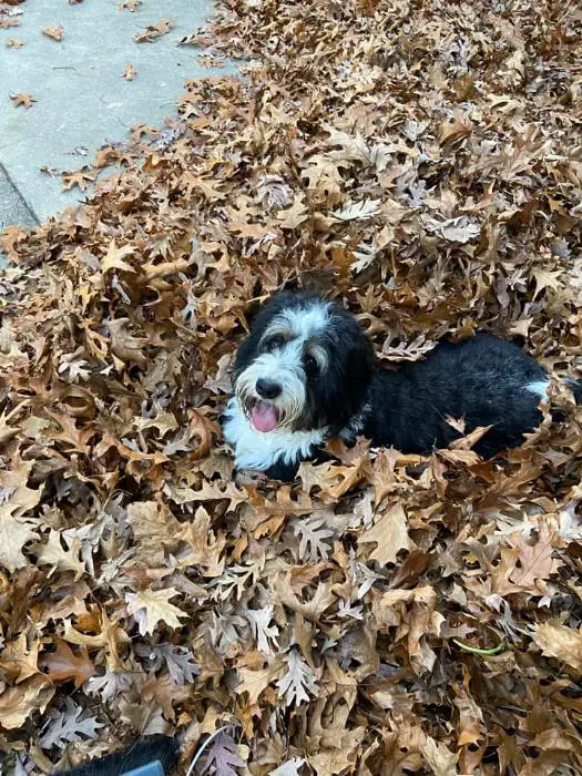 bernedoodle lying on dry leaves