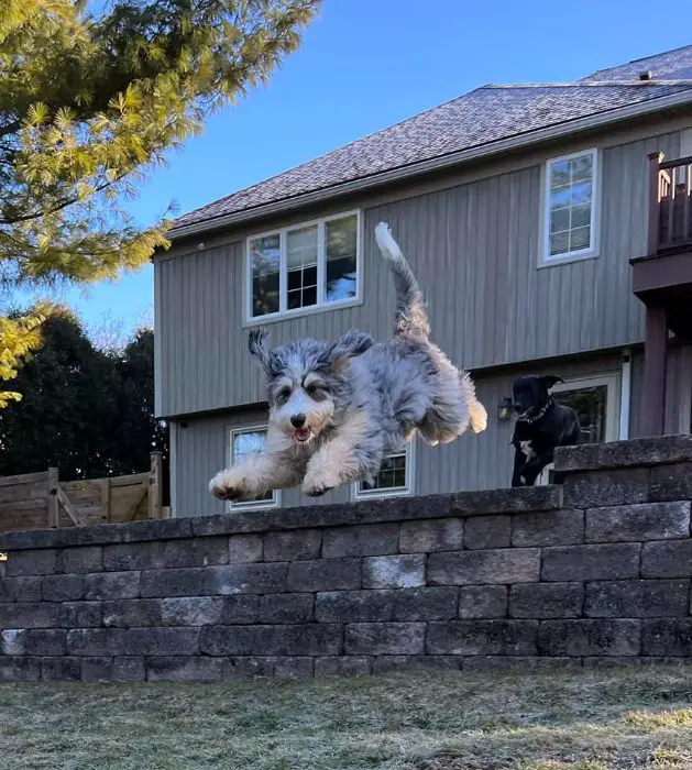 bernedoodle jumping on a brick wall