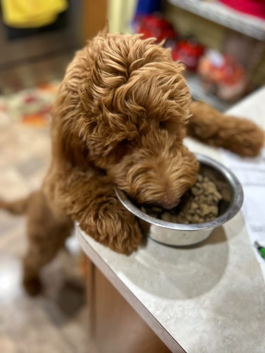 brown bernedoodle standing up to eat from a food bowl on the counter