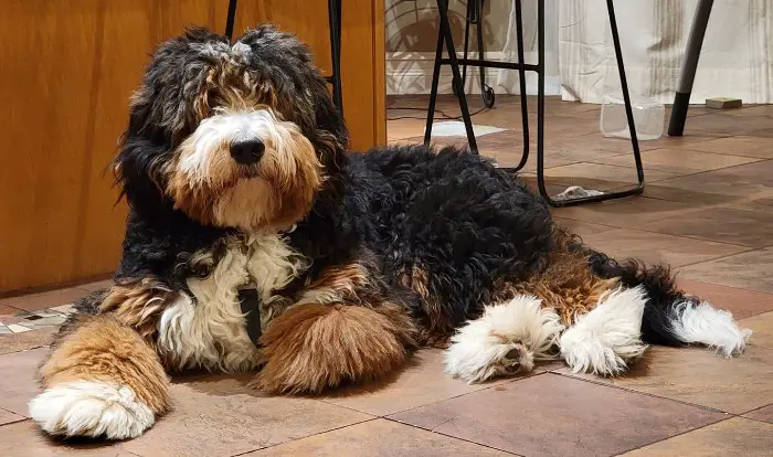 multicolor bernedoodle lying on the floor