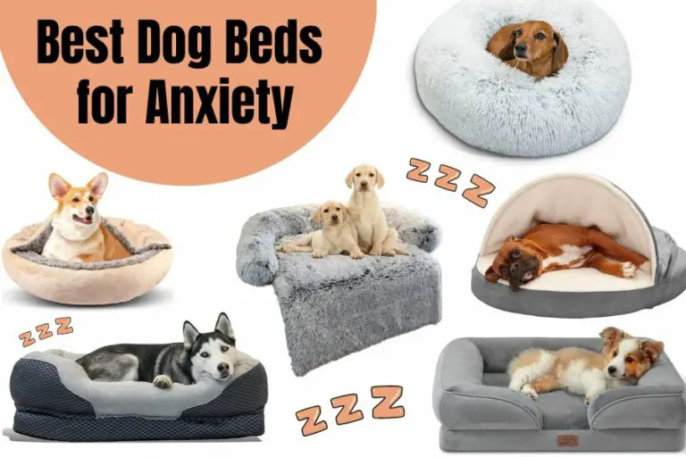 8 Best Dog Beds for Anxiety