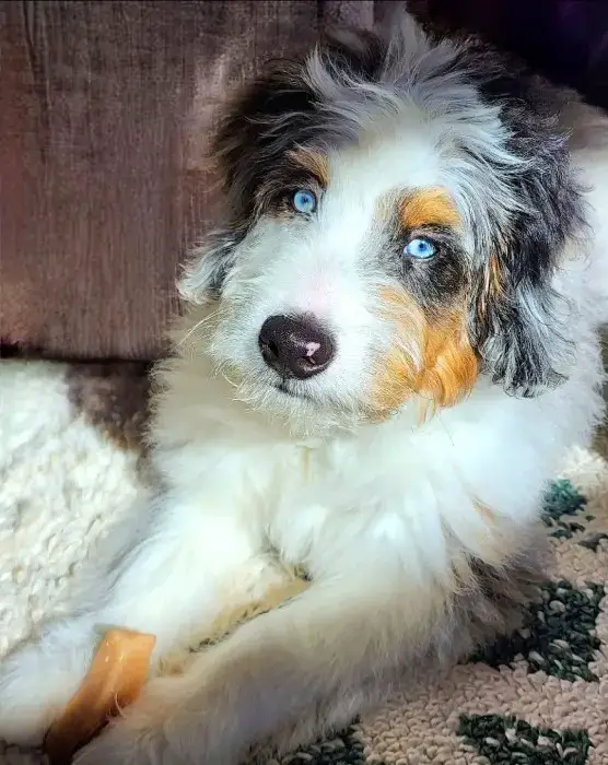 Blue Merle Bernedoodle with Brown Patches