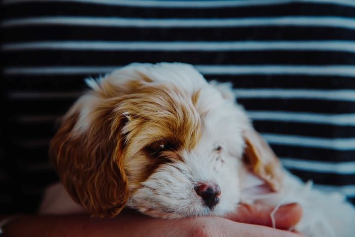 Blenheim Cavapoo