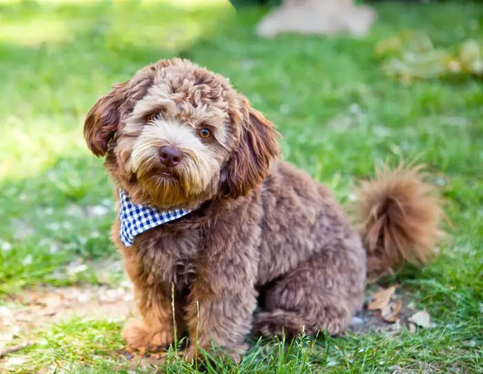 Brown Schnoodle
