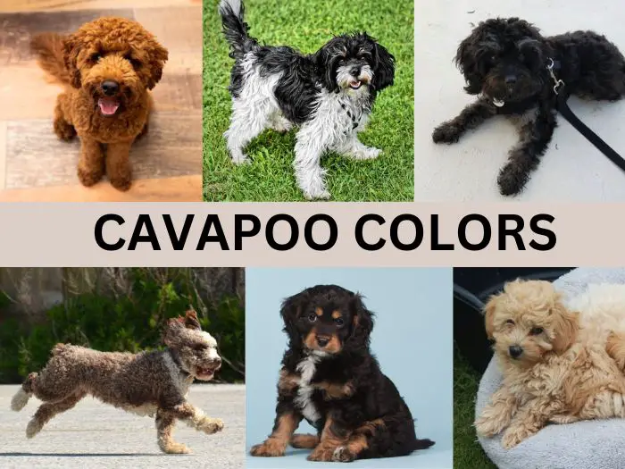 Cavapoo Colors